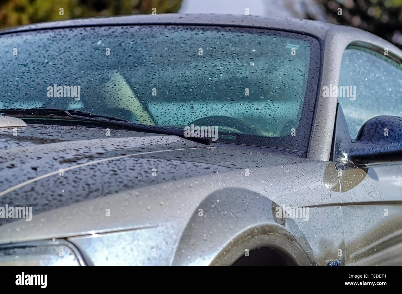 A 2001 Ford Mustang GT Coupe glistening in the sun after a summer storm. Tiny water droplets on the car's body are glistening like beads. Stock Photo