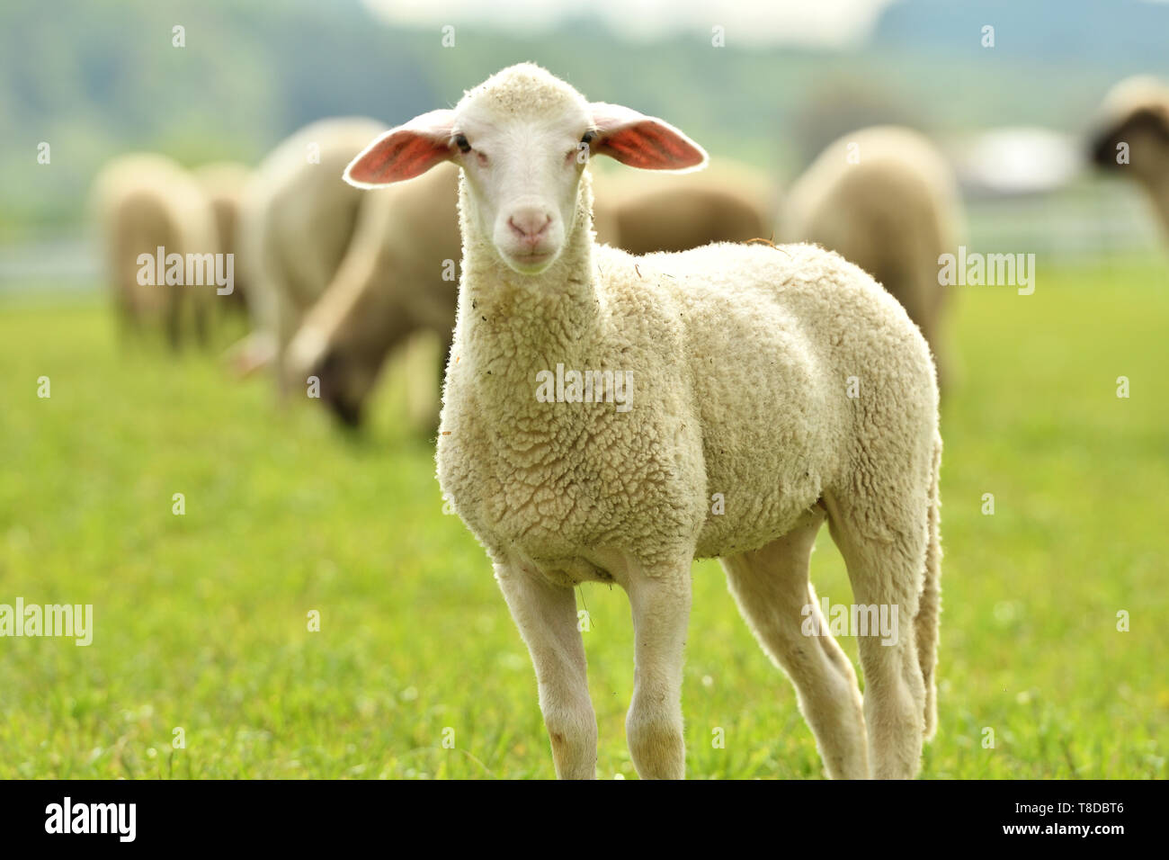 domestic sheep walks on a meadow and eats grass Stock Photo - Alamy