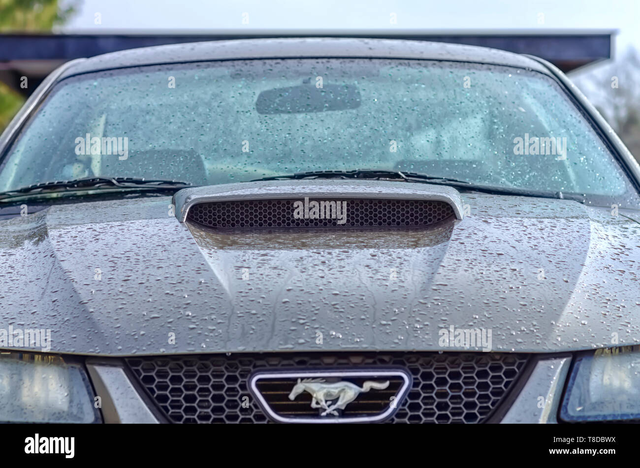 Rain water dripping off a 2001 Ford Mustang GT Coupe after a summer storm. Light reflecting off tiny water droplets are also visible in the image. Stock Photo