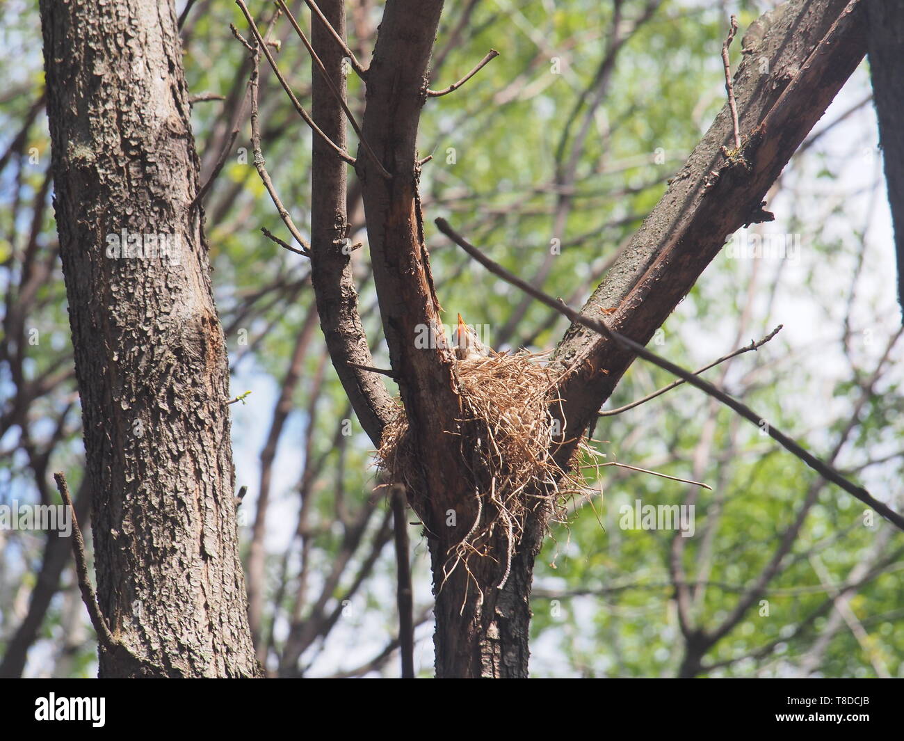 Blackbird sitting in a nest on the tree. Hatching a clutch of eggs