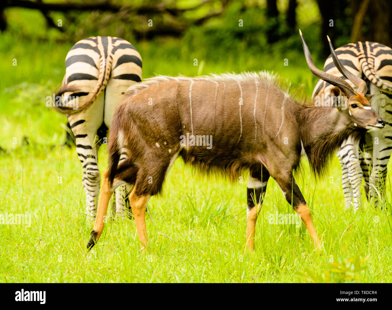 Male Nyala walks behind two zebra Stock Photo