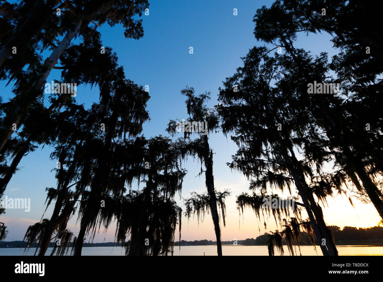 Spanish moss silhouette hi-res stock photography and images - Alamy