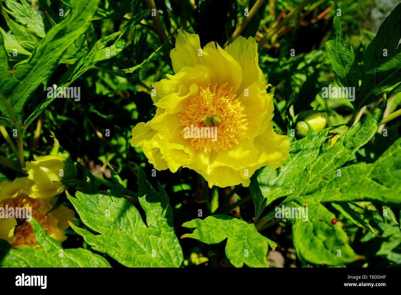 Yellow flower of Paeonia lutea var. ludlowii, or Ludlow's Treev Peony. Stock Photo