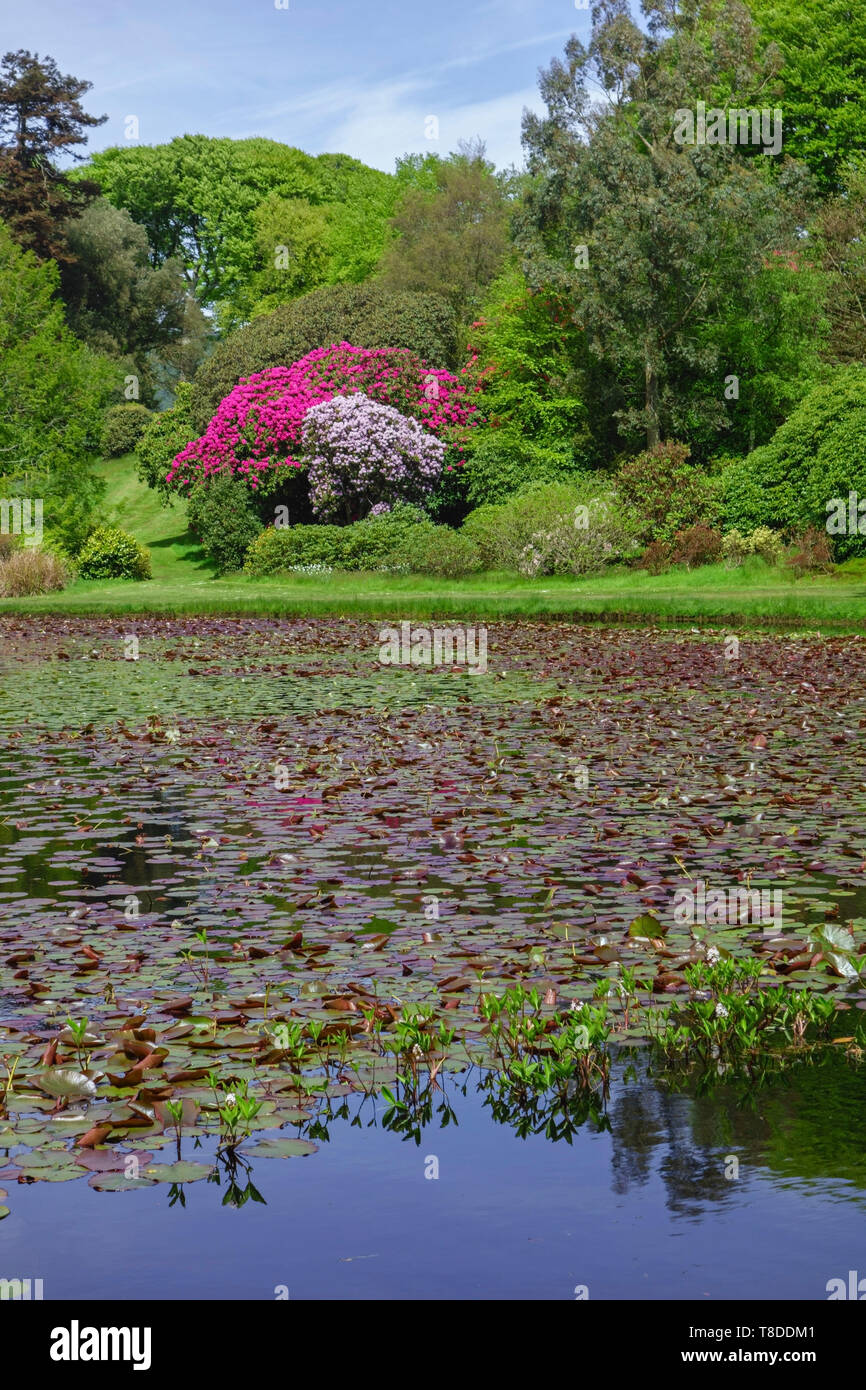 Pond and rhododendrons in spring at Castle Kennedy Gardens near Stranraer,in Dumfries and Galloway, Scotland, UK Stock Photo