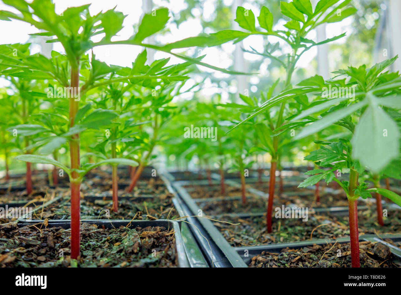 Young Marigold plants growing in trays in a greenhouse. Stock Photo