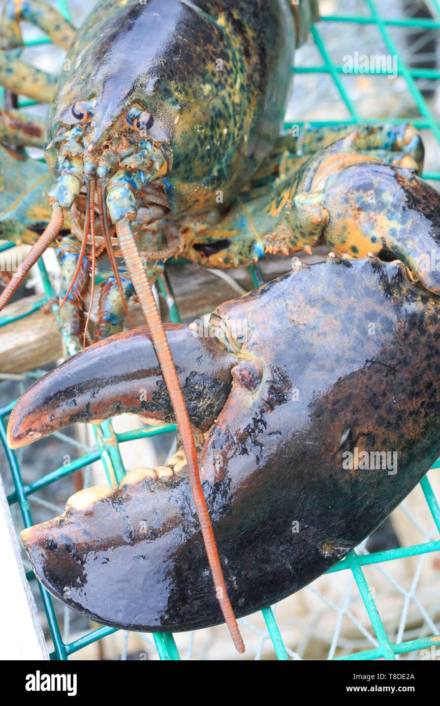 Canada, New Brunswick, Acadia, Miscou, return from lobster fishing