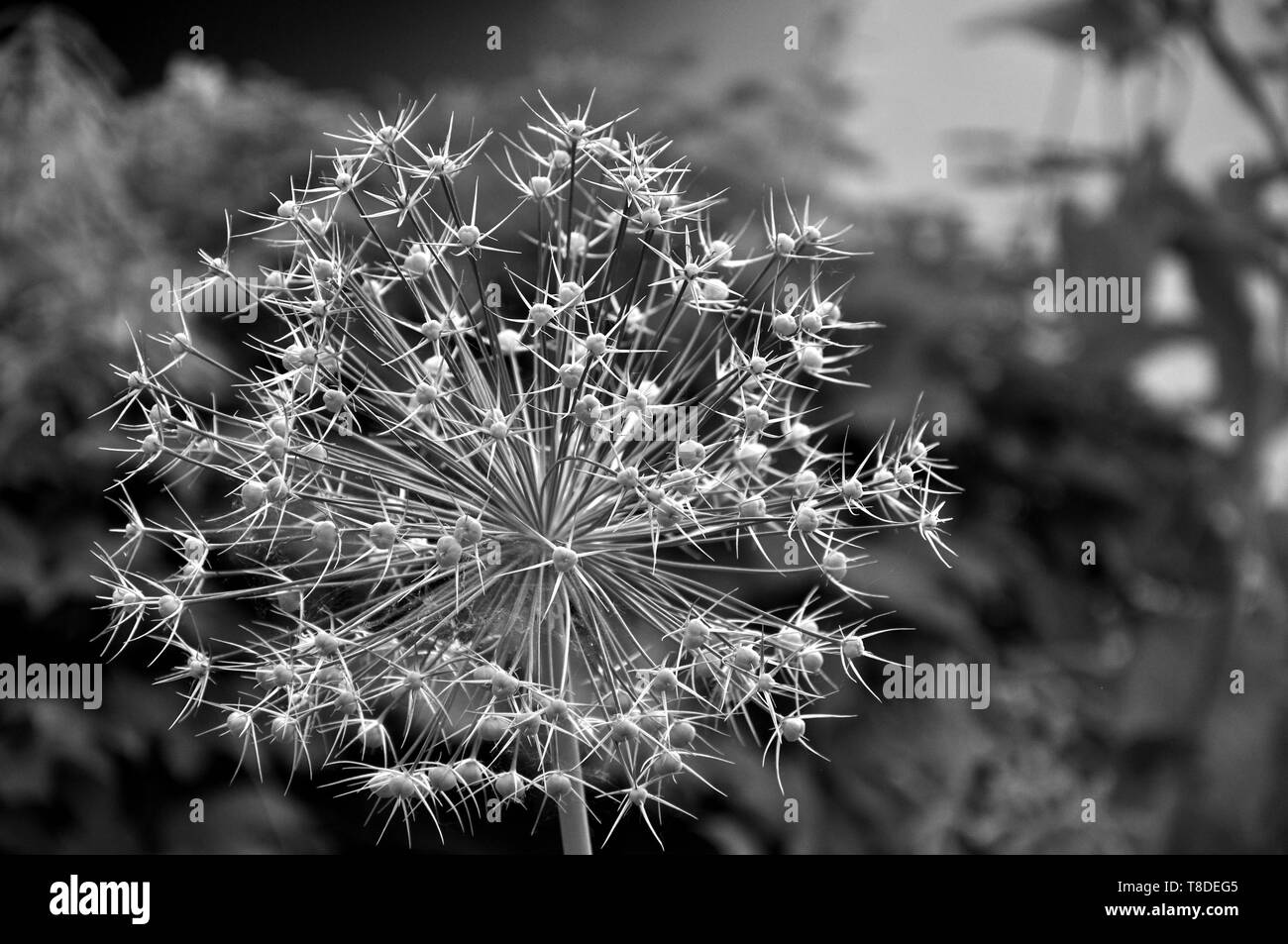 Allium detail Black and White Stock Photos & Images - Alamy