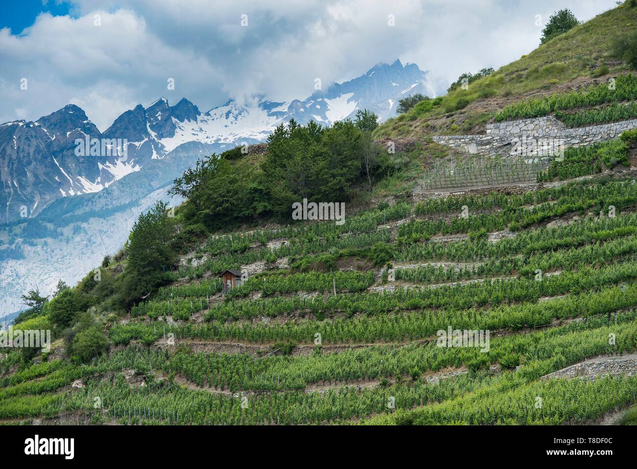 Switzerland, Valais, Val d'Anniviers, in Unterstalden the highest vines of Europe Visperterminen rise on a hill up to 1150 m altitude Stock Photo
