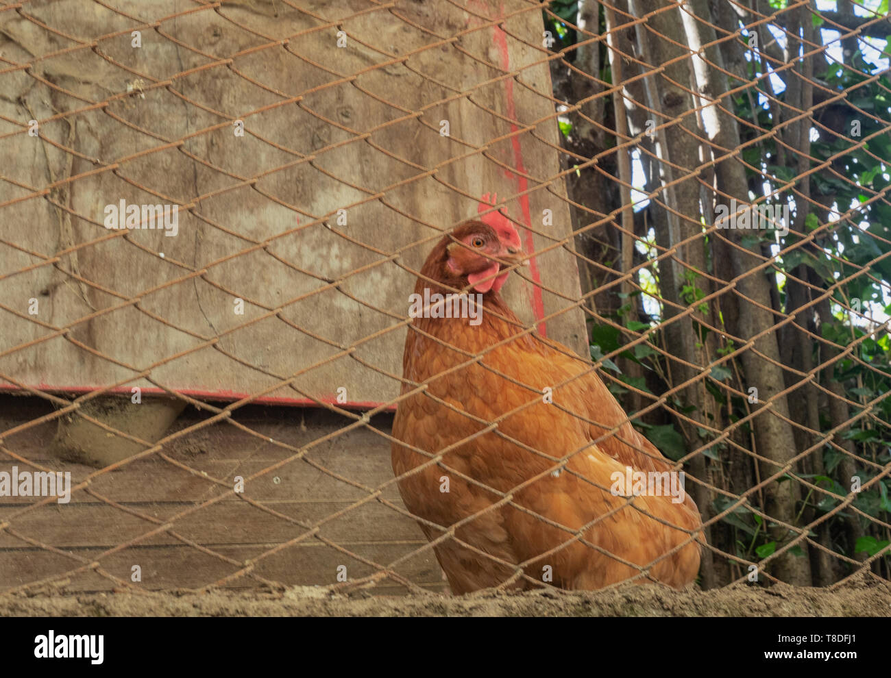 Hen chicken net hi-res stock photography and images - Alamy