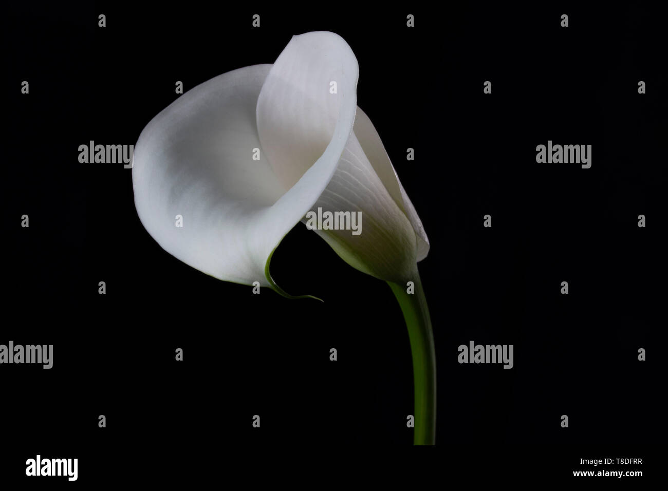 white lilies, still life photographic on black background bulbous herbaceous genus belonging to the Liliacea family.spring flowers. bouquet Stock Photo