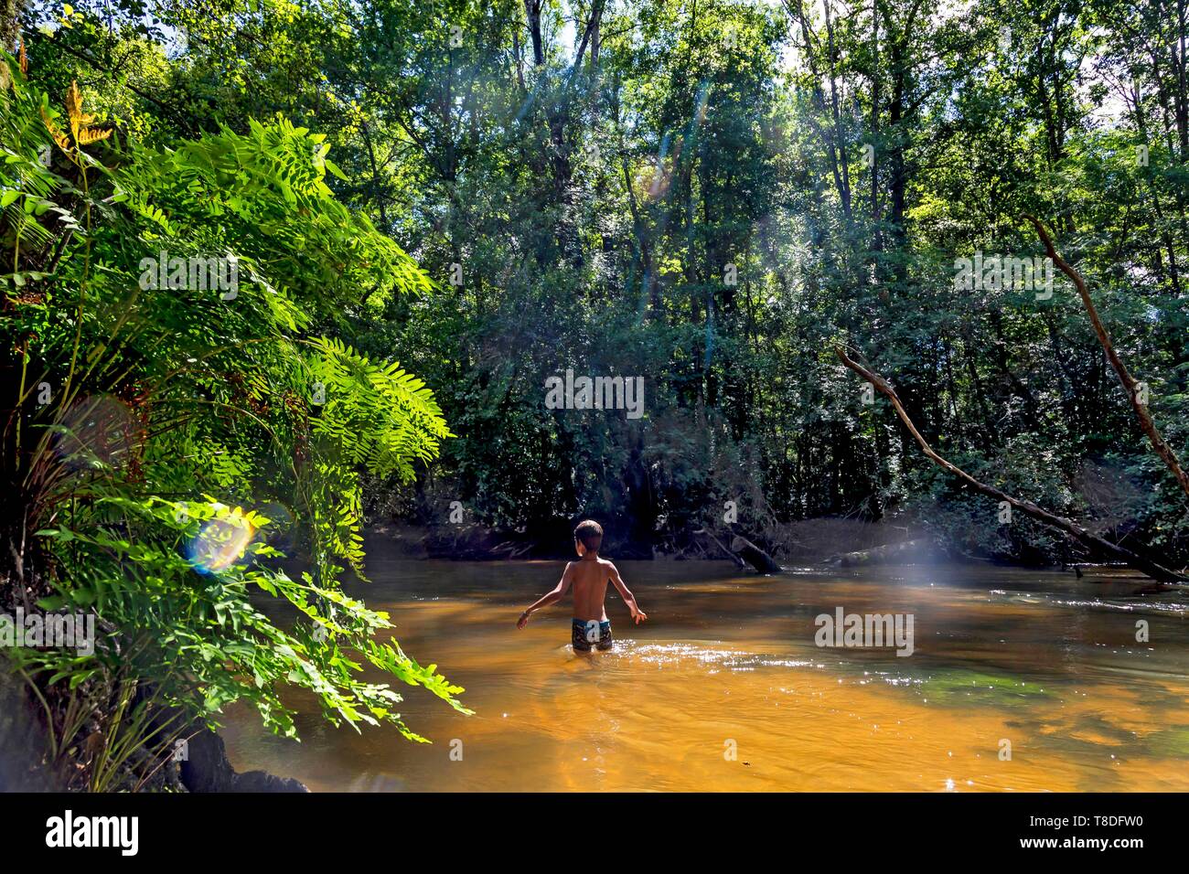 Landes De Gascogne High Resolution Stock Photography And Images Alamy