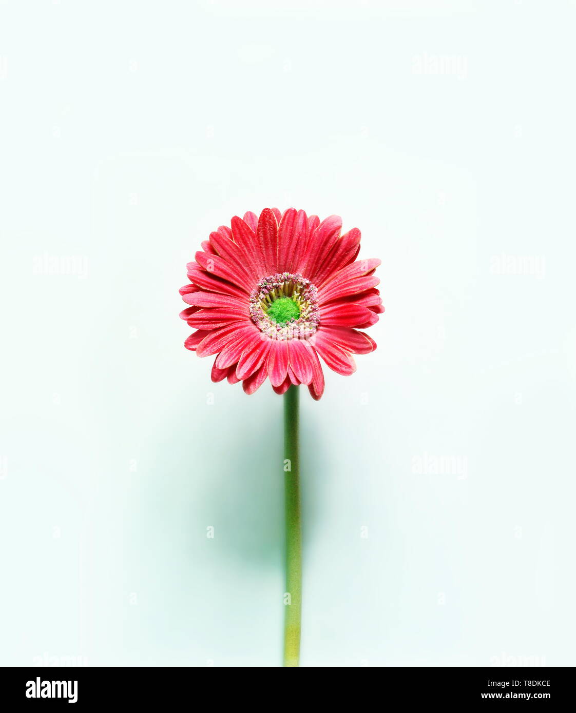 Gerbera daisy on blue background. Minimalistic concept. Stock Photo
