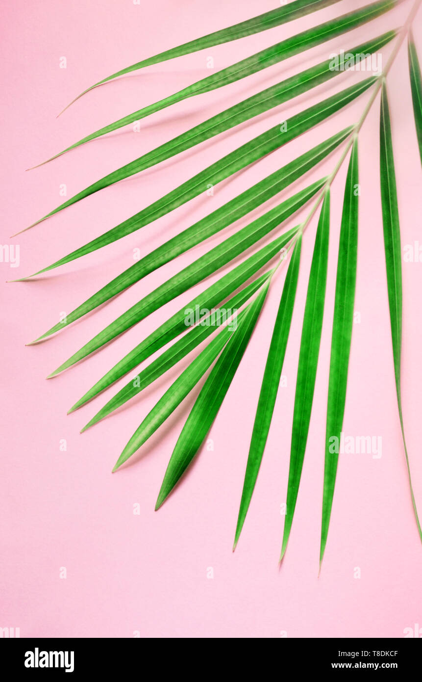 Tropical palm leaves on pastel pink background. Minimal summer concept ...