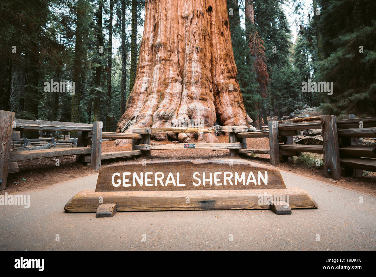 General grant tree hires stock photography and images Alamy