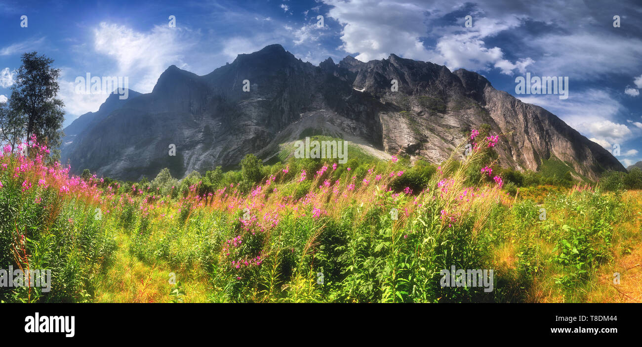 View of Trollveggen, Troll Wall, European highest vertical and overhanging rock face, 1000 meters. Norway. Blooming sally. Stock Photo