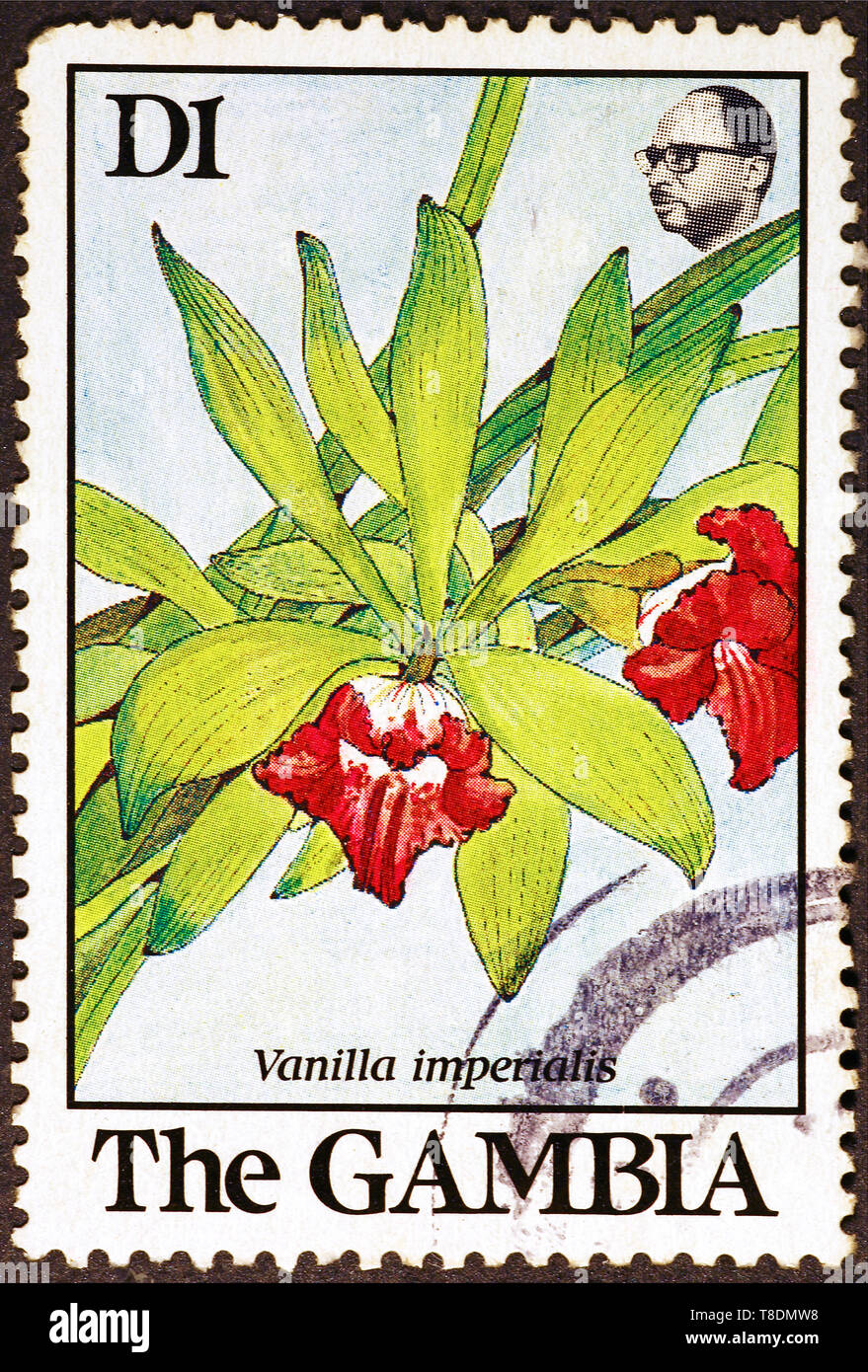 Plant of Vanilla on postage stamp of the Gambia Stock Photo