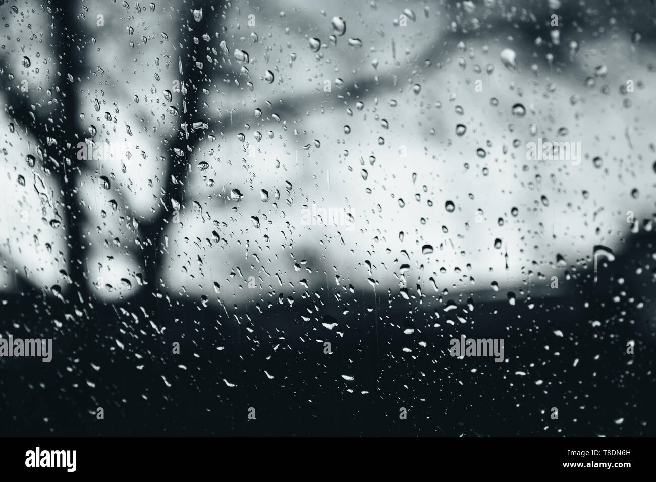 Closeup of rain droplets on glass window, water droplets with light reflection and refraction, blurred dark autumn landscape, black and white abstract Stock Photo