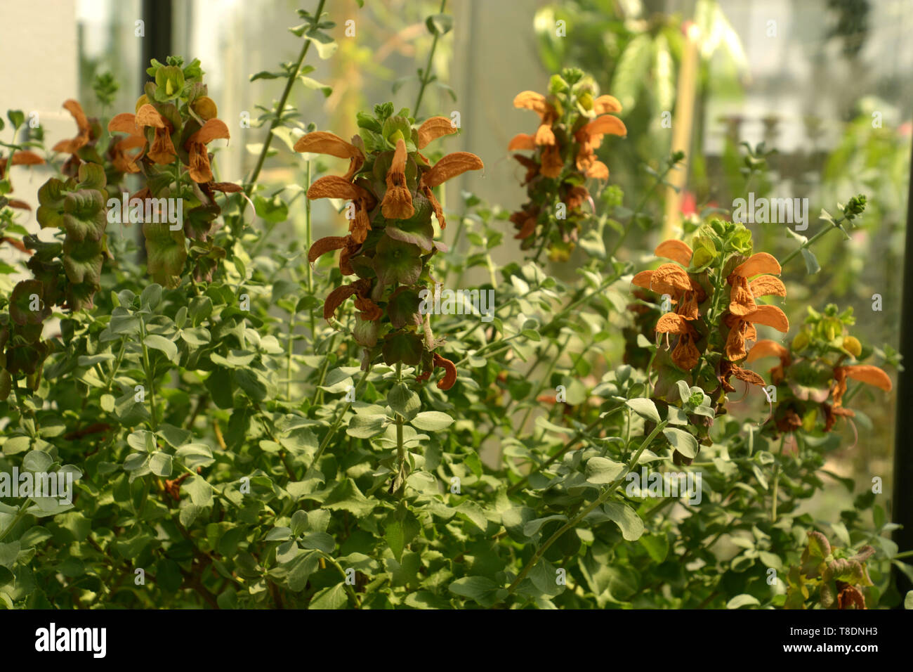 beautiful orange sage blooming in botanical garden in bavaria, salvia repens orange colored flowers in a glass house in late spring Stock Photo