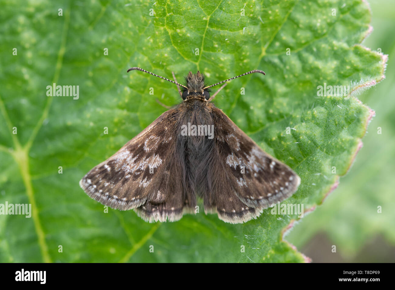 Dingy skipper butterfly (Erynnis tages), a member of the Hesperiidae family, on a leaf, UK Stock Photo