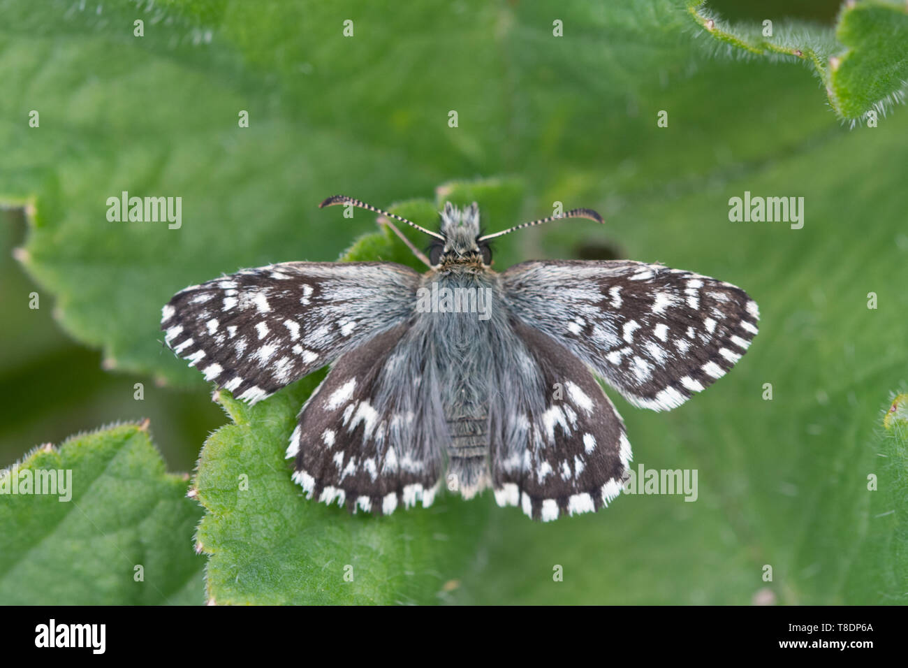 Grizzled skipper butterfly (Pyrgus malvae), a member of the Hesperiidae family, basking with open wings, UK Stock Photo