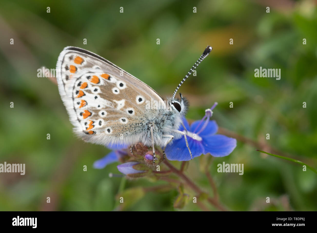 Brown argus butterfly (Aricia agestis), a member of the lycaenidae family, UK, resting on blue speedwell flowers Stock Photo