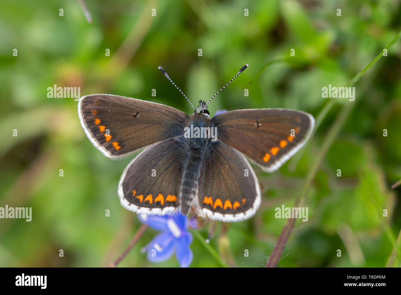 Brown argus butterfly (Aricia agestis), a member of the lycaenidae family, UK, basking with open wings Stock Photo