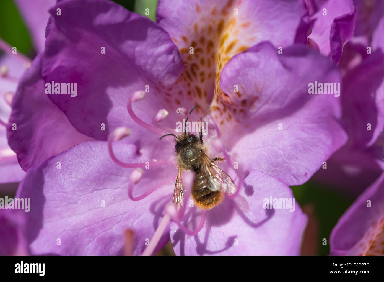 Solitary bee on rhododendron flower Stock Photo