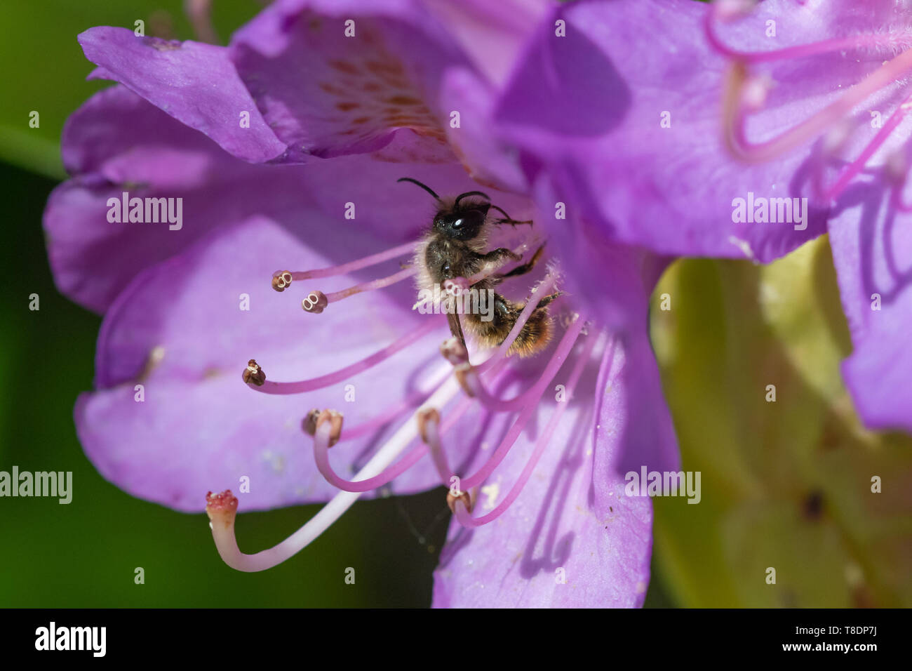 Solitary bee on rhododendron flower Stock Photo