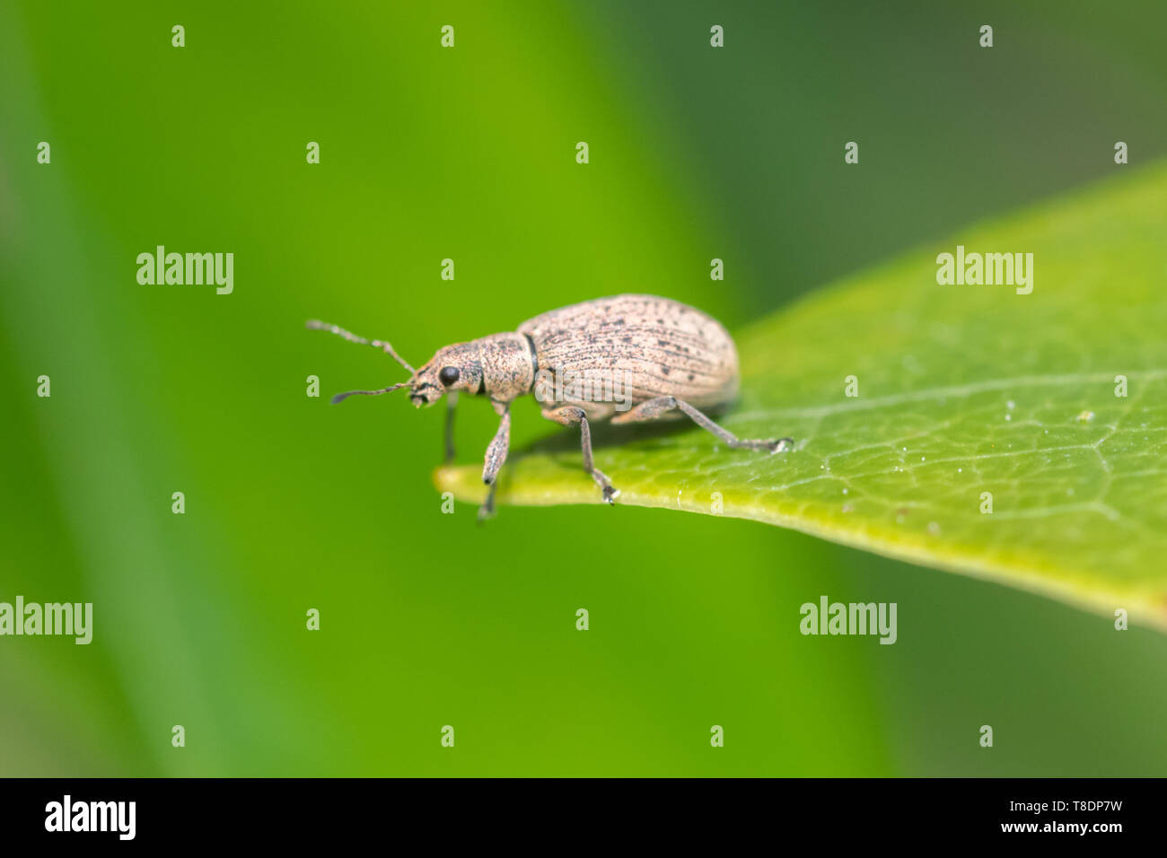 Weevil, a small insect, on rhododendron leaf, UK Stock Photo