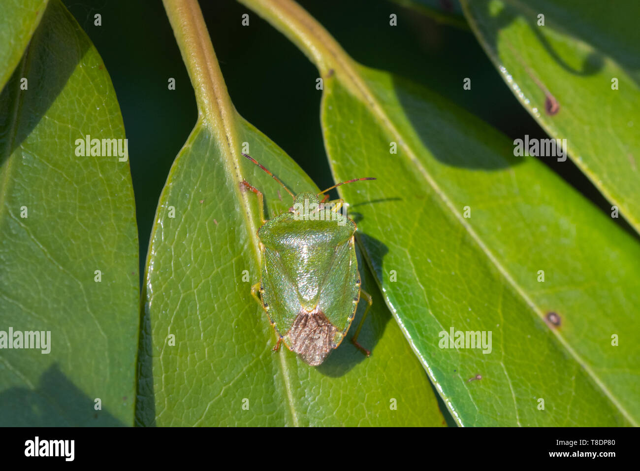 Green shield bug (Palomena prasina), well camouflaged on rhododendron leaves, UK Stock Photo