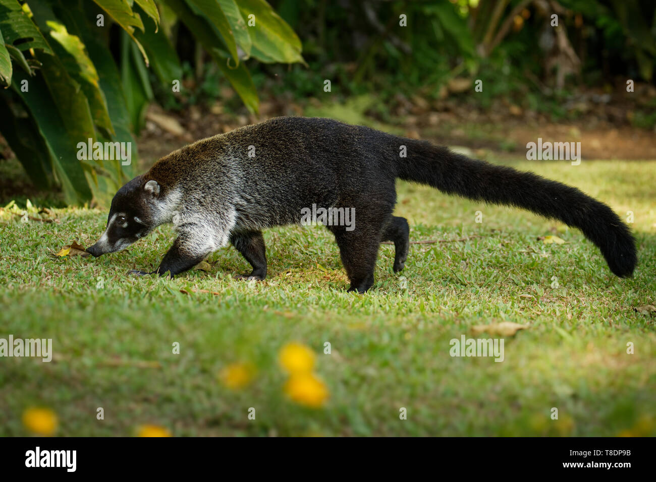 White-nosed Coati - Nasua narica, known as the coatimundi, member of the family Procyonidae (raccoons and their relatives). Local Spanish names for th Stock Photo