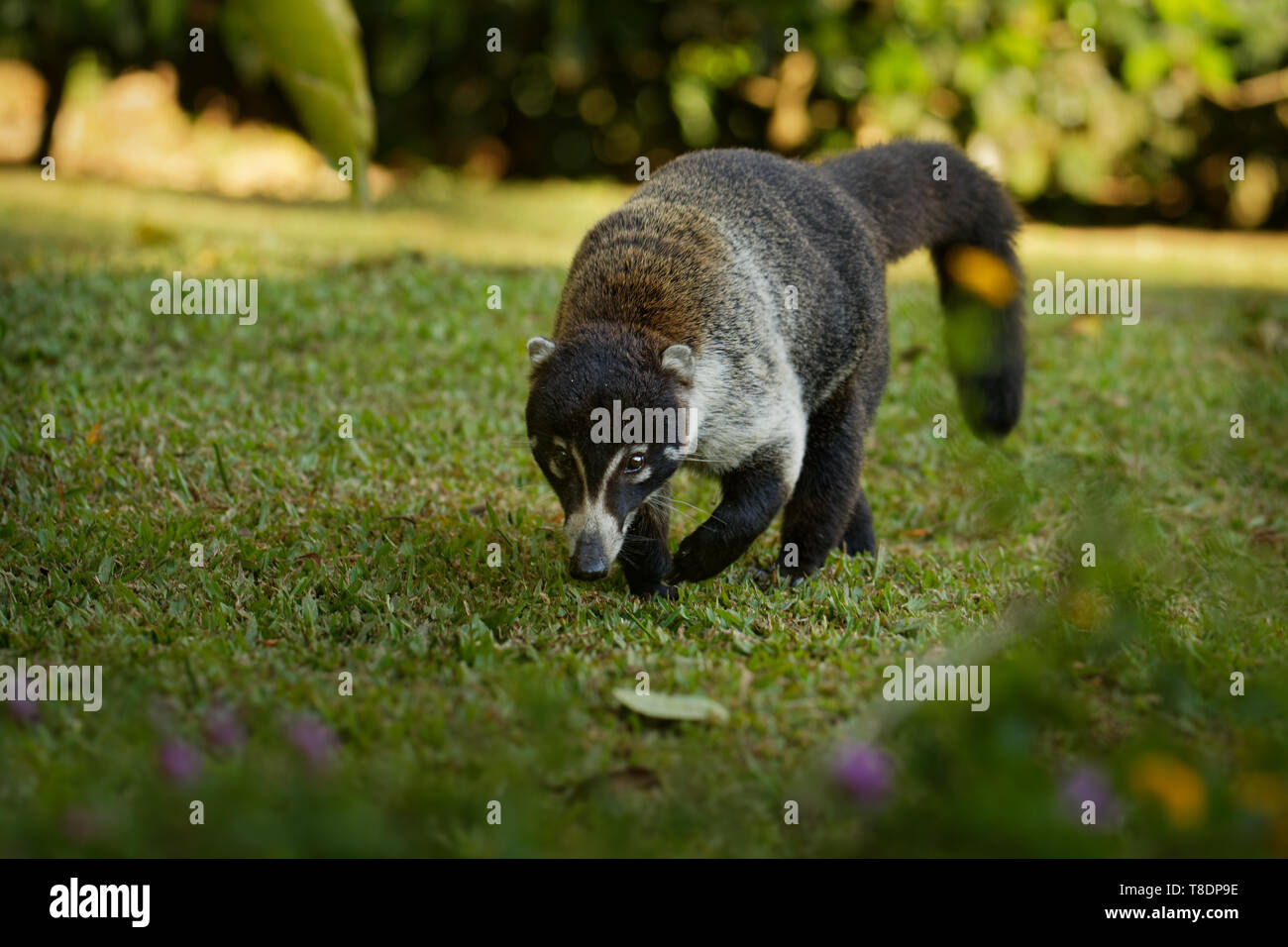 Spanish Raccoon White-nosed Coati - Nasua narica, known as the coatimundi, member of ...