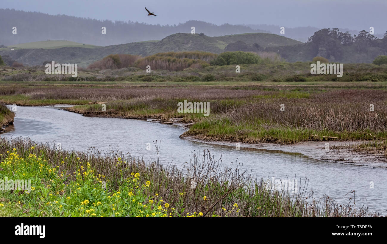 Pescadero Creek, San Mateo County Stock Photo