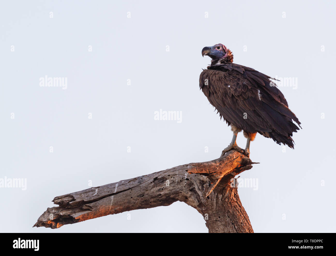 Lappet-faced vulture Nubian vulture Torgos tracheliotos perched on branch back lit by sunset, looking into distance Amboseli National Park Kenya East Stock Photo