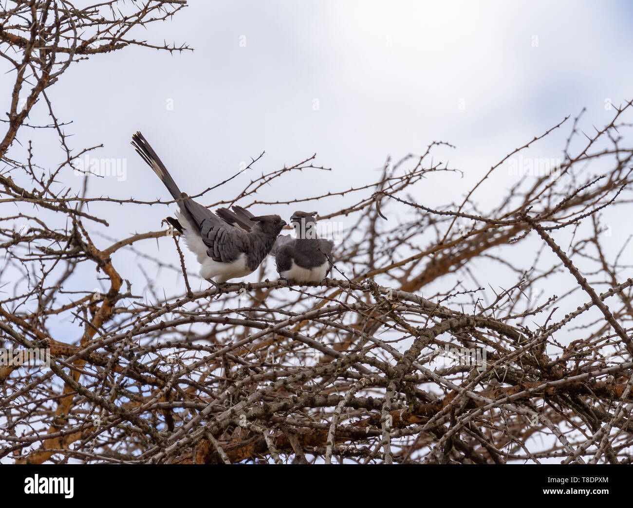 2 two White-bellied go-away-birds Corythaixoides leucogaster on tree top branch crest and long tails sky background Ol Pejeta Conservancy Kenya Africa Stock Photo