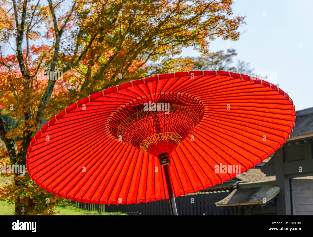 Japanese umbrella tree hi-res stock photography and images - Alamy