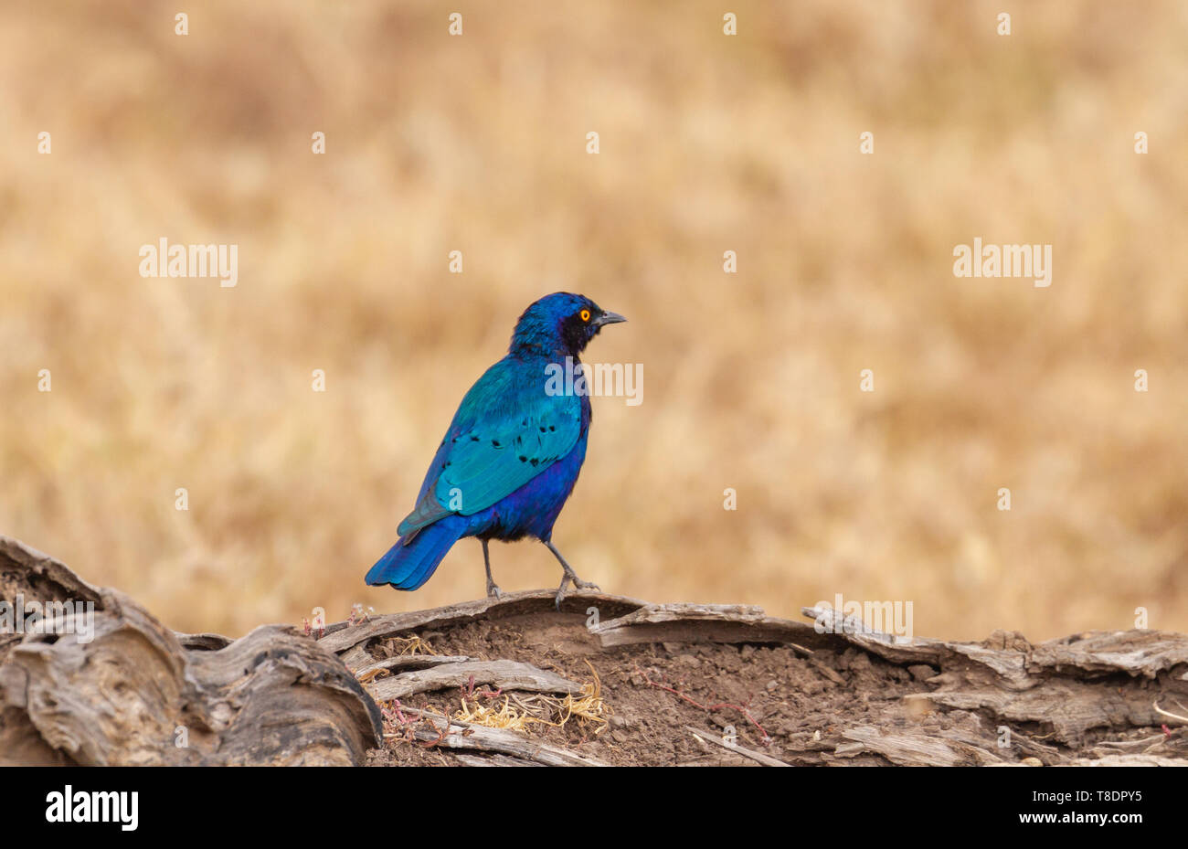 Greater blue-eared starling Lamprotornis chalybaeus blue green bird perched on wood looking over blurred golden grass Ol Pejeta Conservancy Kenya East Stock Photo