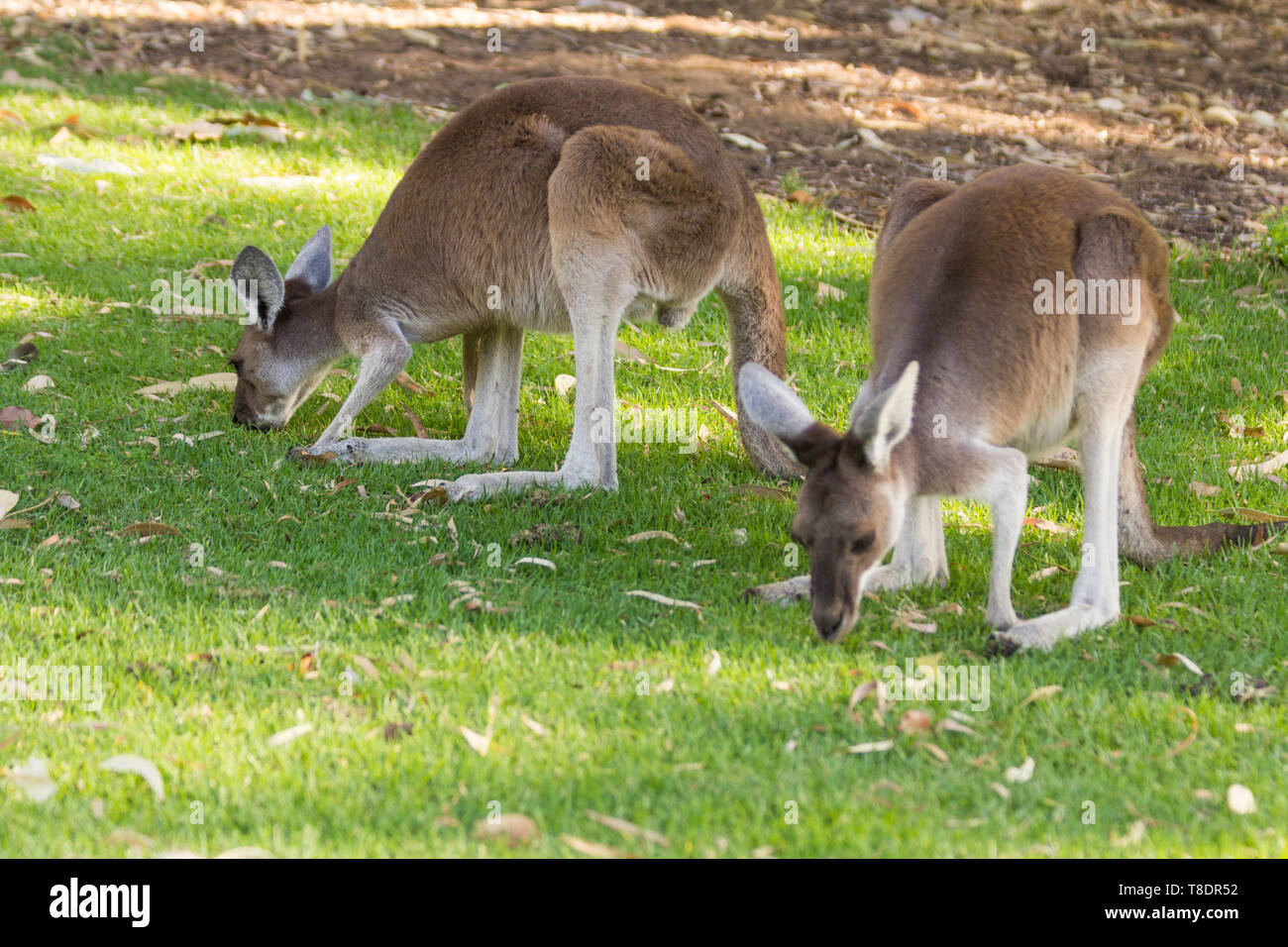 Kangaroo eating grass hires stock photography and images Alamy