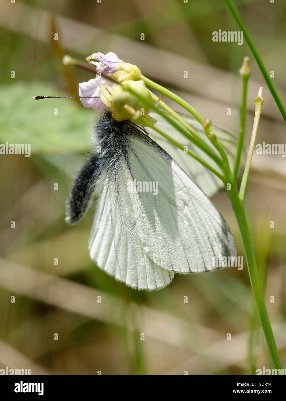 Crab Spider with Green-veined White Butterfly - Pieris napi Prey Stock Photo