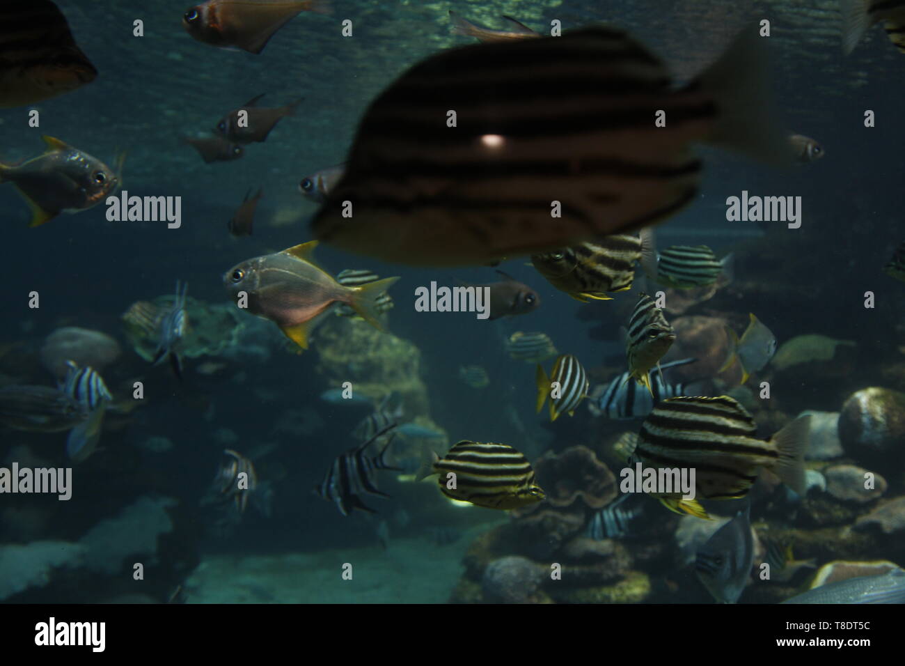 Perth, Western Australia, Australia 23/01/2013 AQWA Aquarium of