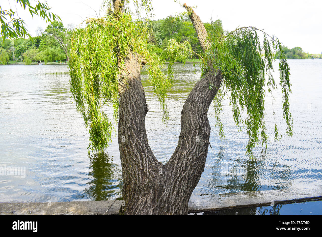 Twin willow trees with twisted trunks have the shape of woman legs Stock Photo