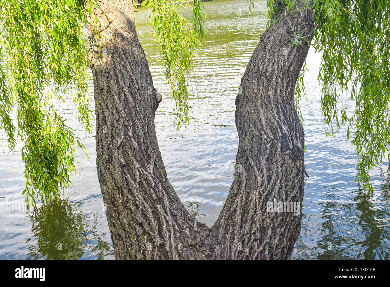 Twin willow trees with twisted trunks have the shape of woman legs Stock Photo