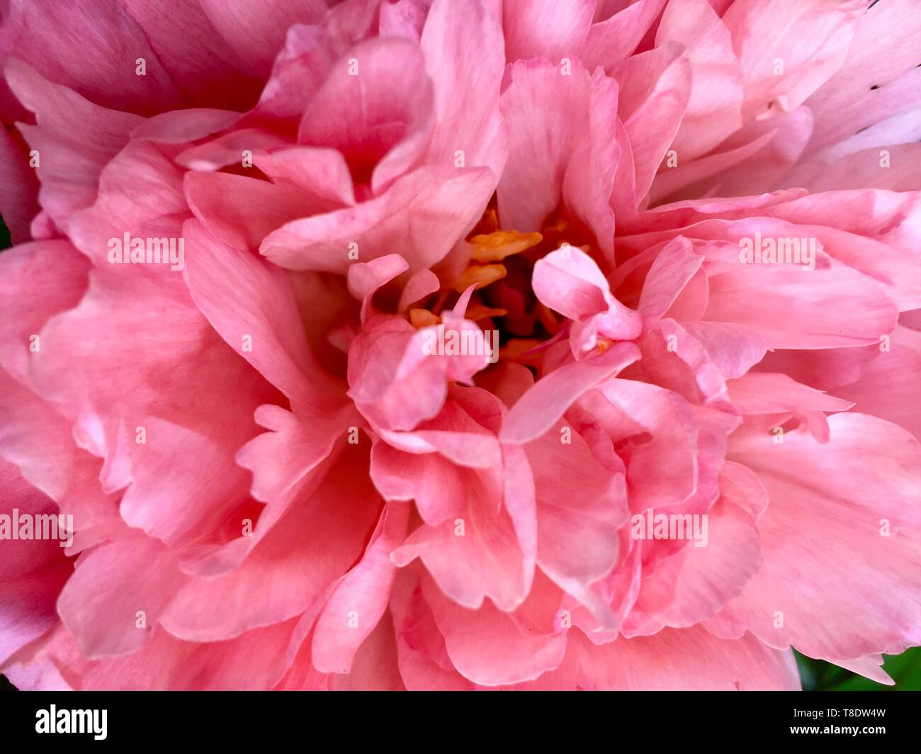 Close up of a Pink Peony Stock Photo - Alamy