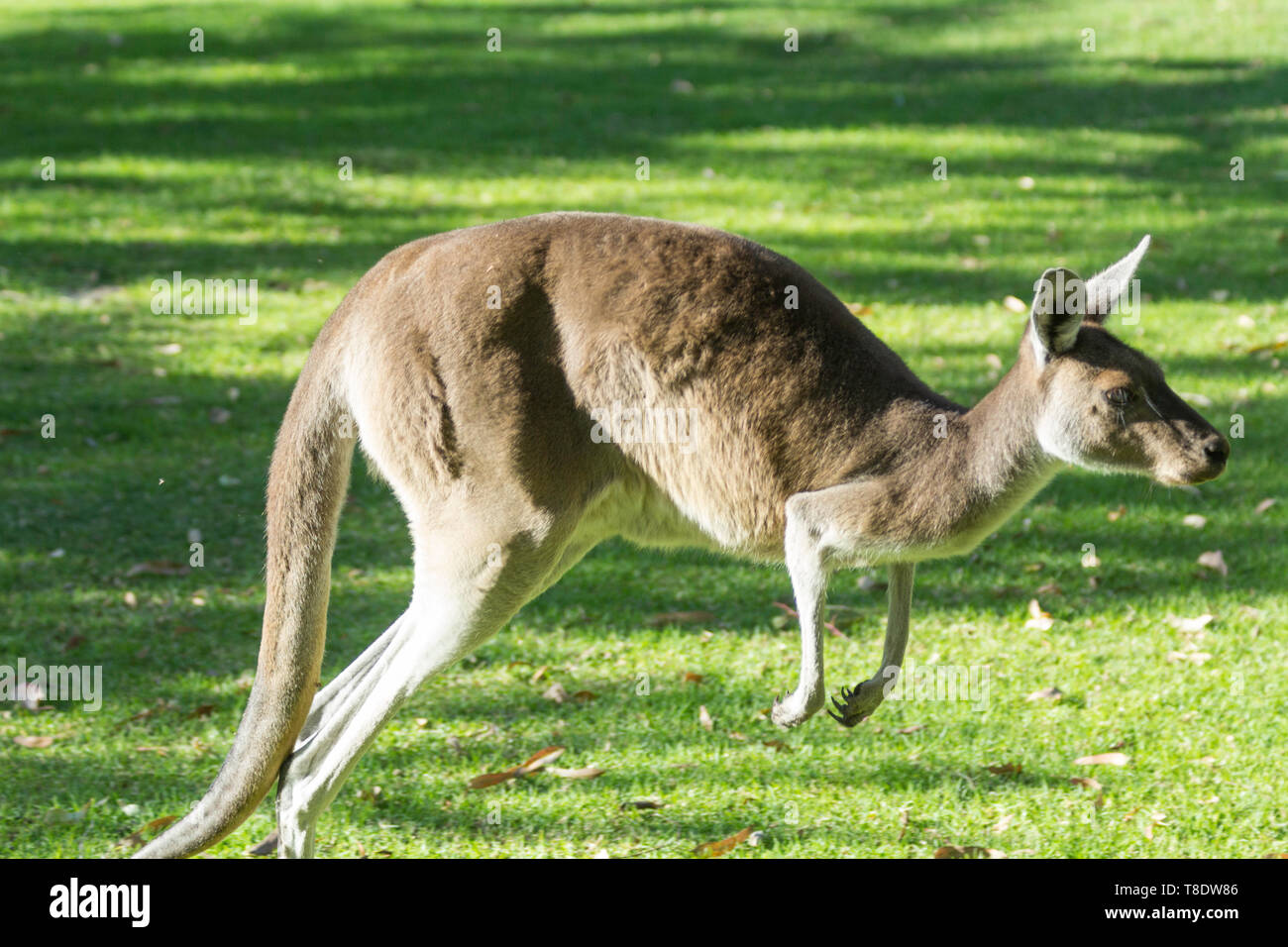 Kangaroo running hi-res stock photography and images - Alamy