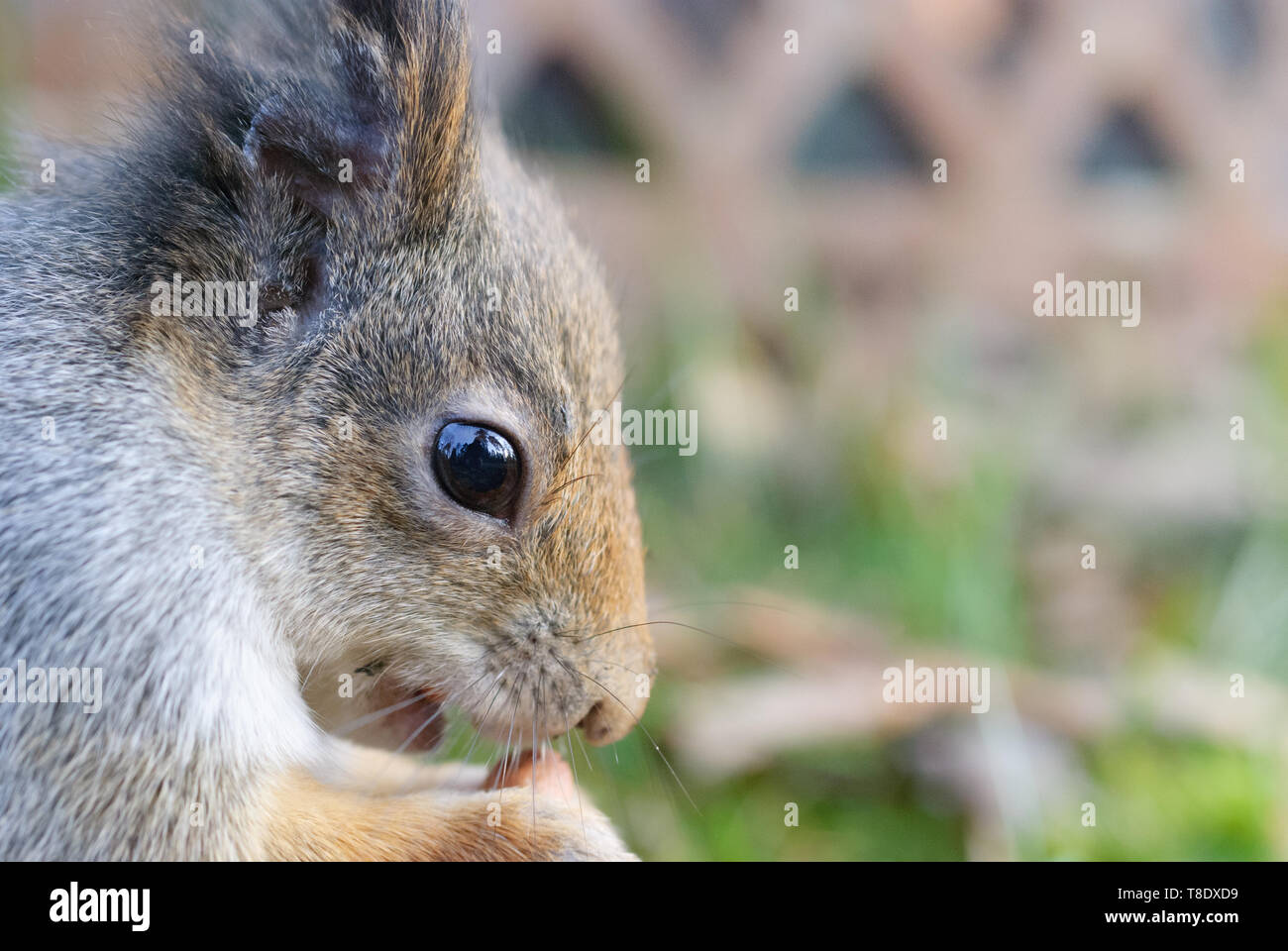 Squirrel eating peanut Stock Photo Alamy