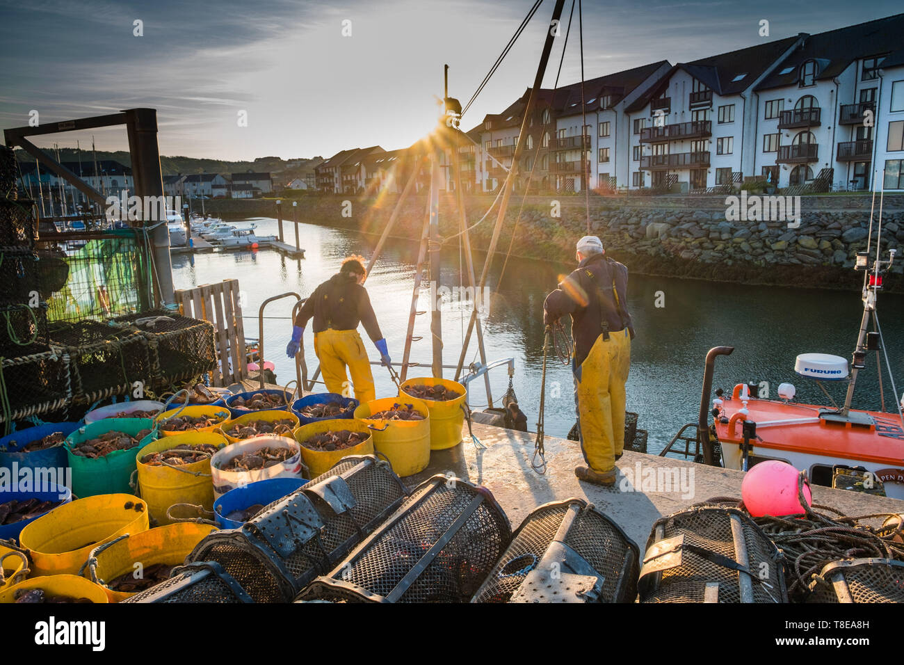 Golden hour with crab hires stock photography and images Alamy