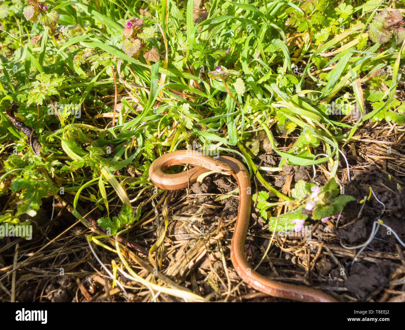 Female Slow Worm (Anguis fragilis) monitoring being carried out early morning whilst still inactive, Woolhope Herefordshire England UK. February 2019 Stock Photo