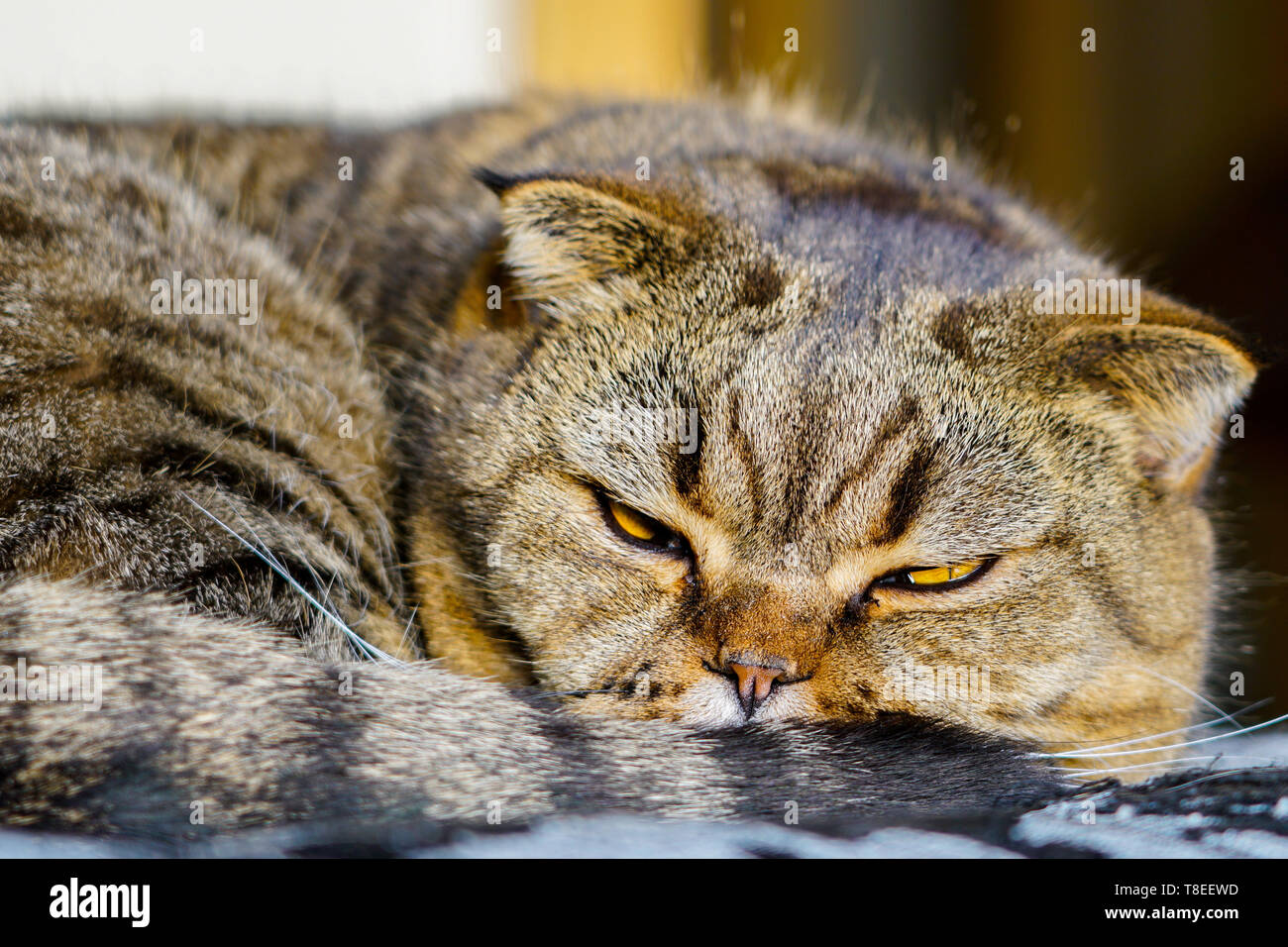 brown stripped scottish fold cat against a blurred background Stock Photo