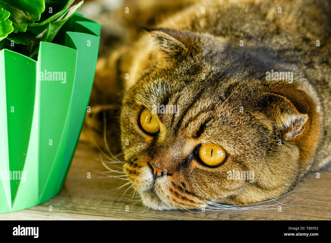 brown stripped scottish fold cat against a blurred background Stock Photo