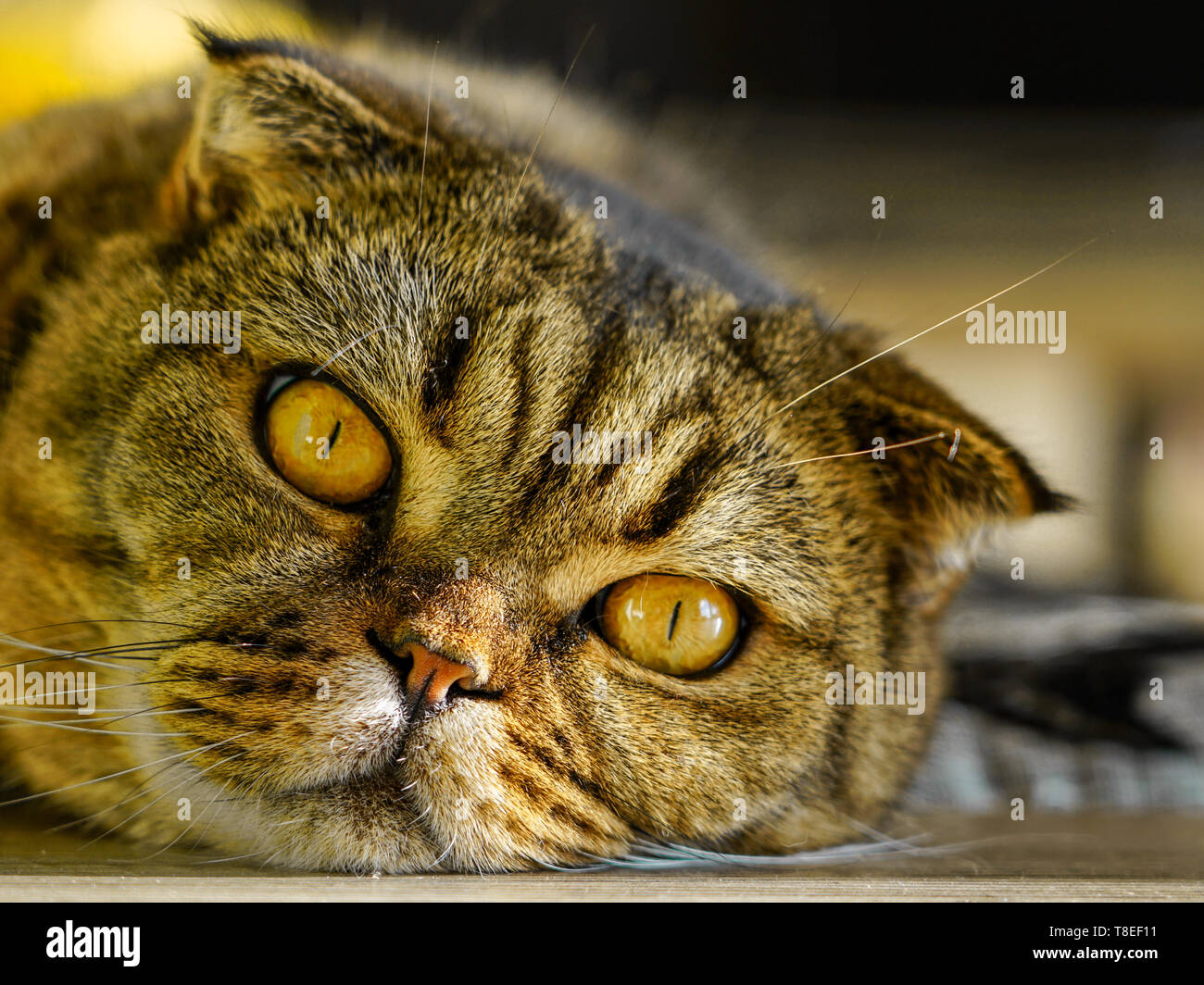 brown stripped scottish fold cat against a blurred background Stock Photo